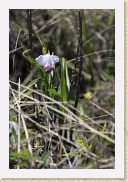 IMG_10803 * wild orchid at Kilauea * 2352 x 1568 * (1.28MB)